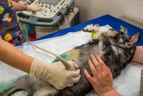 Clínica de Consulta Veterinária Domiciliar